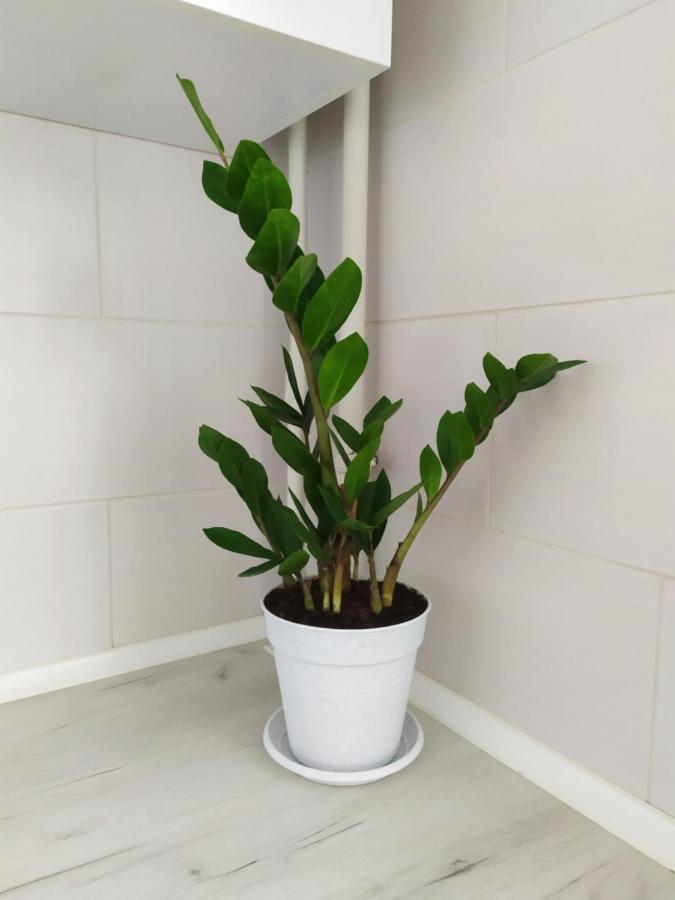 Apartment On Klochkovskaya 152A ハルキウ エクステリア 写真
